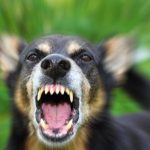 Il cane incustodito aggredisce l'assistente sociale, denunciato il proprietario