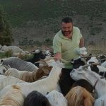 Senza soldi per il mangime, allevatore di Talana cede al Comune i maiali