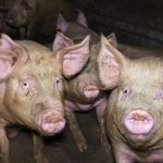 Peste suina, abbattuti 40 maiali nelle campagne di Urzulei