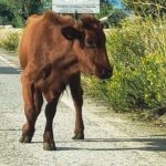 Mucca a passeggio sulla statale 131, denunciato un allevatore