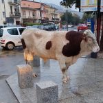 Un toro a passeggio per le vie di Tortolì, l'ironia dei social