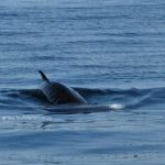 Spettacolo nelle acque di Cala Gonone, avvistata una balenottera minore