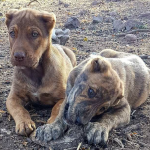 Mette in vendita online cuccioli mutilati, denunciato allevatore del Nuorese
