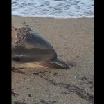 Orrore sulla spiaggia di Siniscola, delfino ucciso e sfilettato