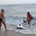 Fontanamare, uno squalo spiaggiato soccorso dai bagnanti (Video)