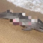 Macabro ritrovamento a Orosei, delfino ucciso e squartato