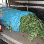 Novanta chili di marijuana nascosti tra i cespugli, la scoperta nel Nuorese