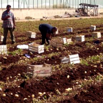 Lavoratore in nero nell'azienda agricola, multa da oltre 4mila euro a Noragugume