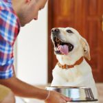Croccantini monoproteici per cani: cosa sono e perché usarli?