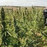 Sequestrata piantagione di marijuana, tra gli indagati un 73enne di Nuoro
