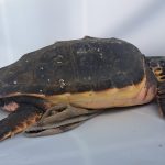 Una tartaruga Caretta caretta soccorsa a largo di Siniscola