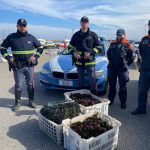 Fermati dalla Stradale sulla 131 Dcn: nell'auto nascondevano 70 chili di ricci