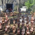 A Bidonì il pranzo di Pasquetta più grande dell'isola, cucinati oltre 80 agnelli