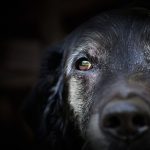 Orrore a Posada, cane ucciso a fucilate e gettato nel fiume
