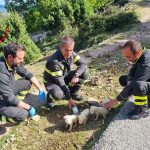 Cuccioli abbandonati dentro un bustone a Villagrande, qualcuno sopravvive