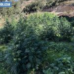 Sequestrate piantagioni di 300 chili di marijuana a Orgosolo