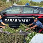 Maxi sequestro di marijuana a Tortolì, era in un'auto abbandonata