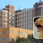 Paura a Orosei, bimbo di 1 anno azzannato da un pitbull