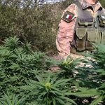 Operazione antidroga dei carabinieri di Jerzu, arrestato un 37enne