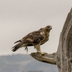 Aquila di Bonelli