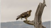Aquila di Bonelli