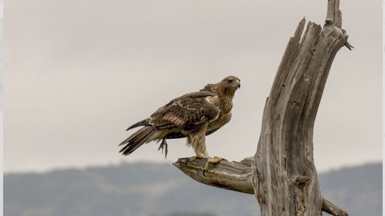 Aquila di Bonelli