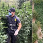 Maxi piantagione con due tonnellate e mezzo di marijuana a Fonni
