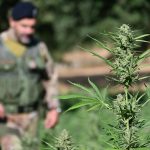 Piantagione di marijuana in Ogliastra