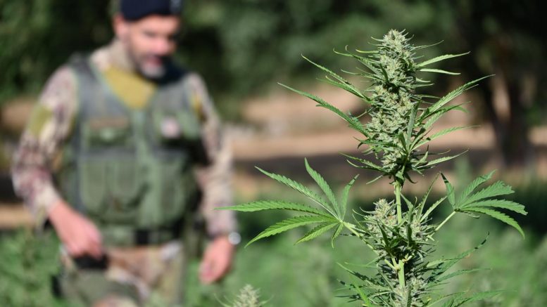 Piantagione di marijuana in Ogliastra