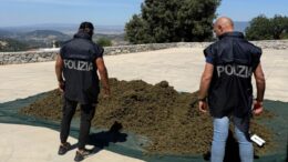 marijuana sarule polizia