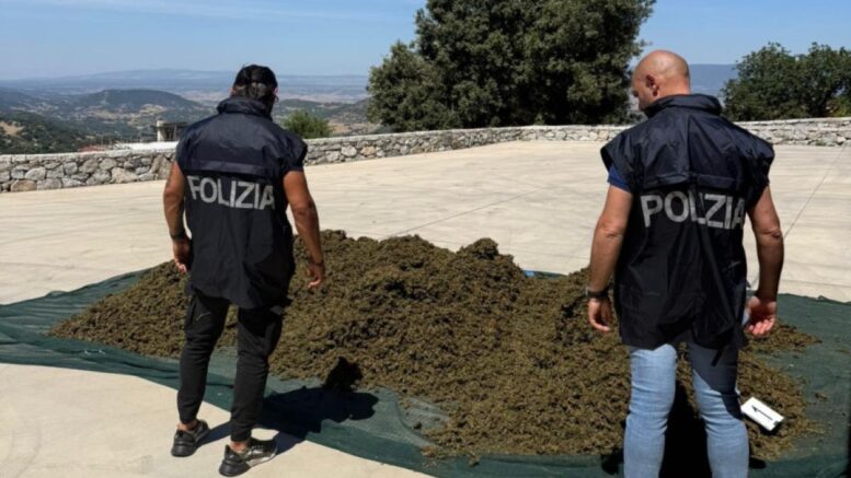 marijuana sarule polizia