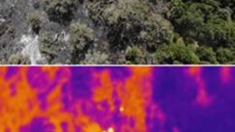 Le scintille individuate dalla forestale
