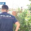 polizia nuoro marijuana sarule arresto