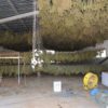 marijuana sequestro ottana polizia questura di nuoro