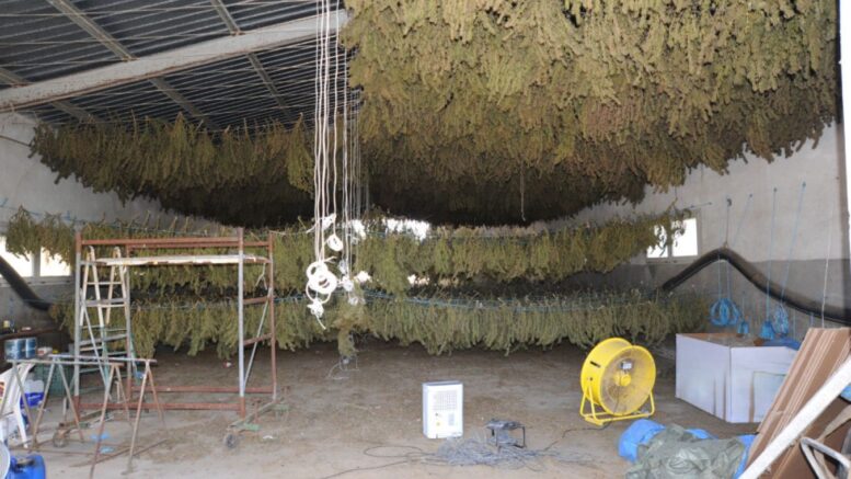 marijuana sequestro ottana polizia questura di nuoro